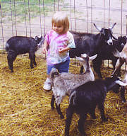 natgoats.jpg